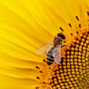 Bienenhaus